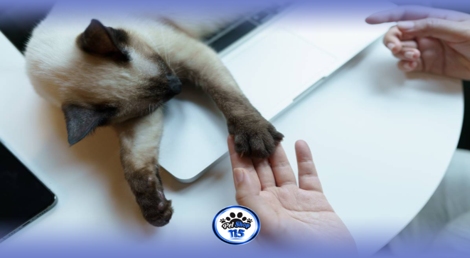 آموزش دست دادن به گربه