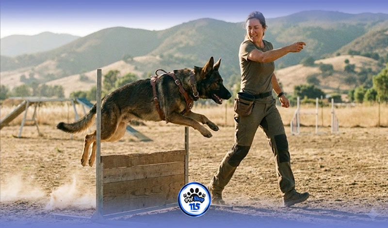 راهنمای جامع و صفر تا صد آموزش تربیت سگ خانگی