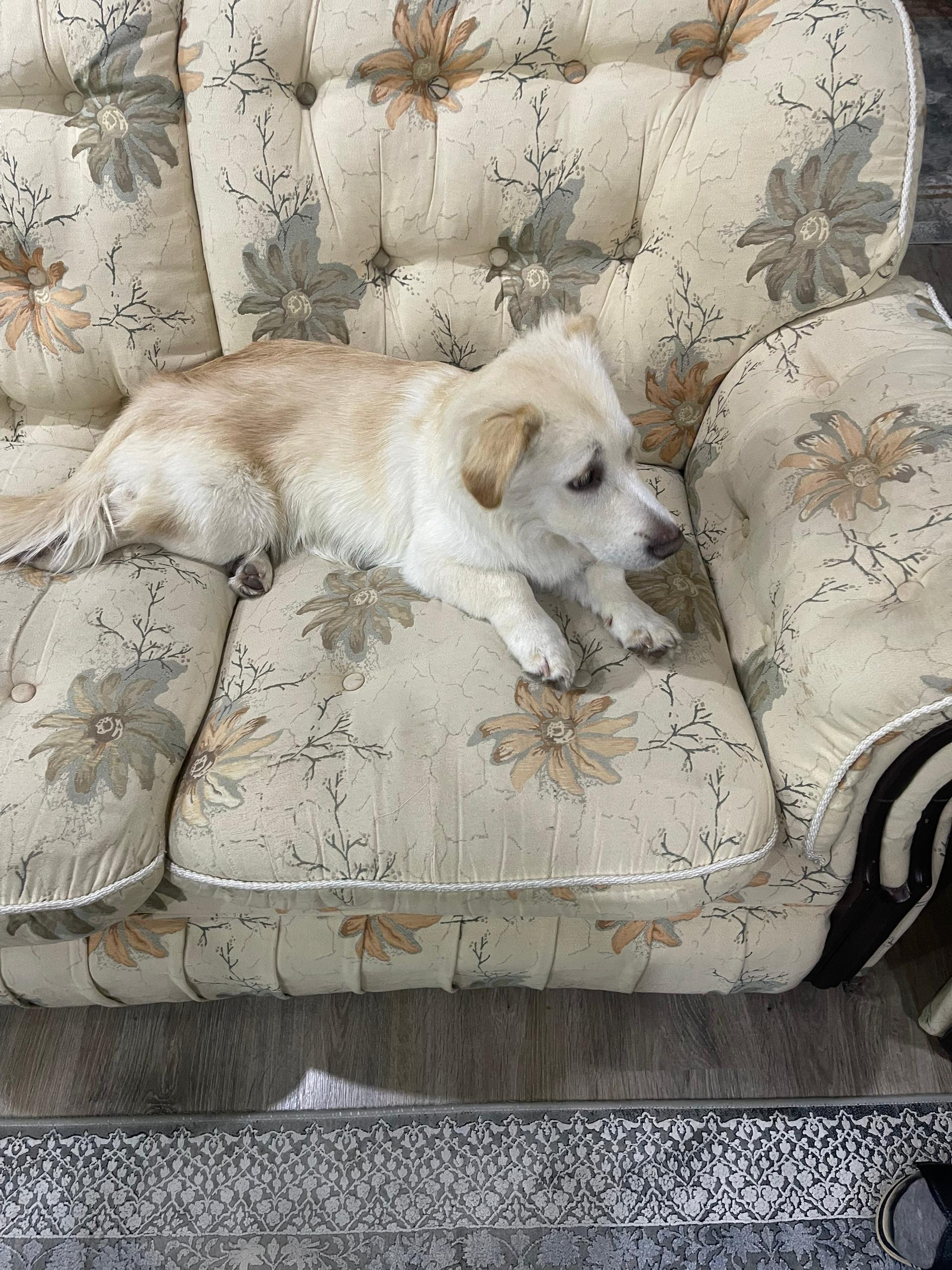 تصویر حیوان