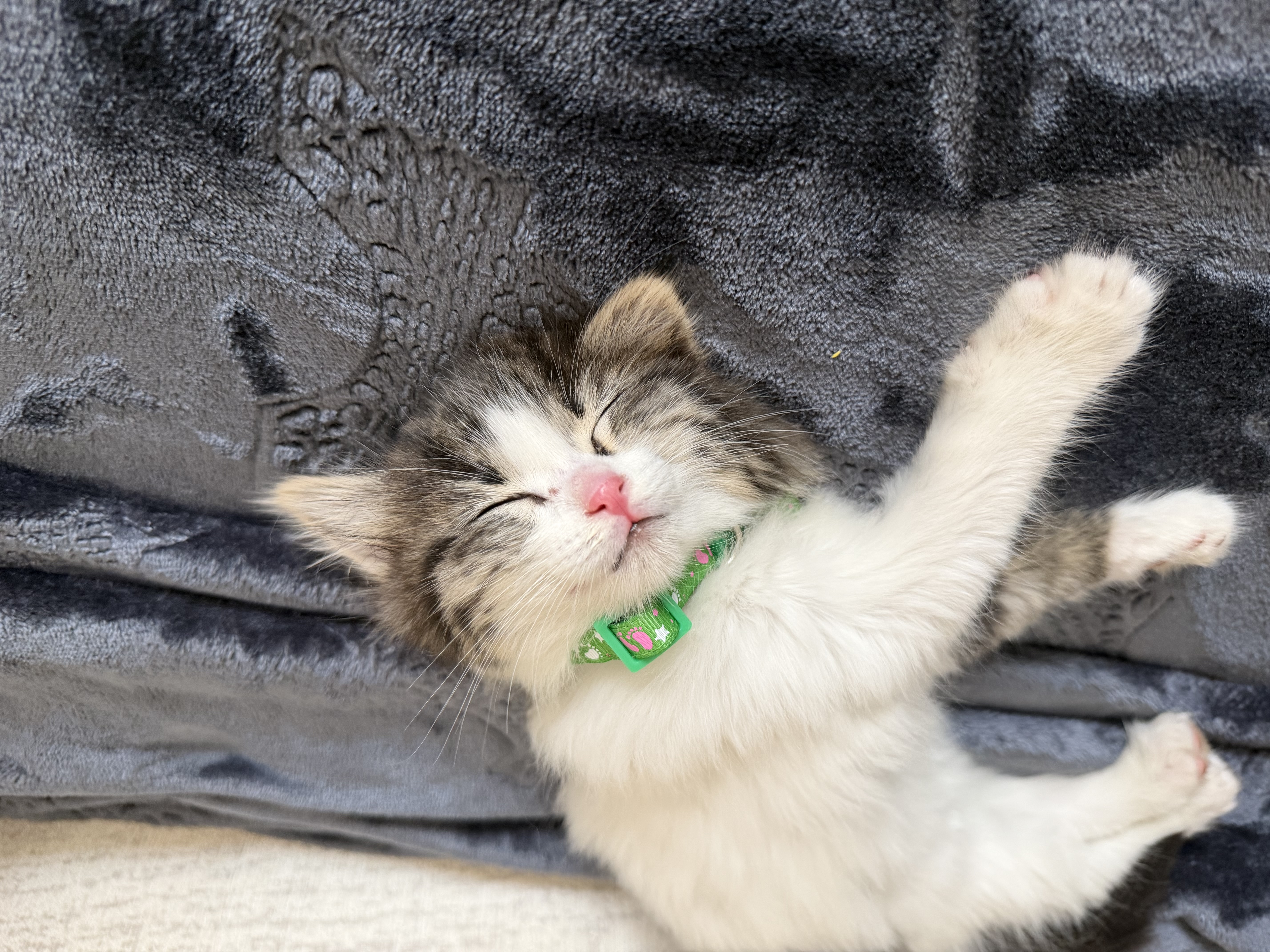 تصویر حیوان