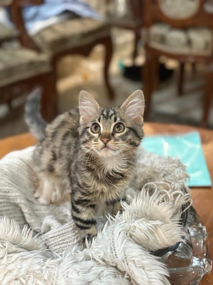 تصویر حیوان