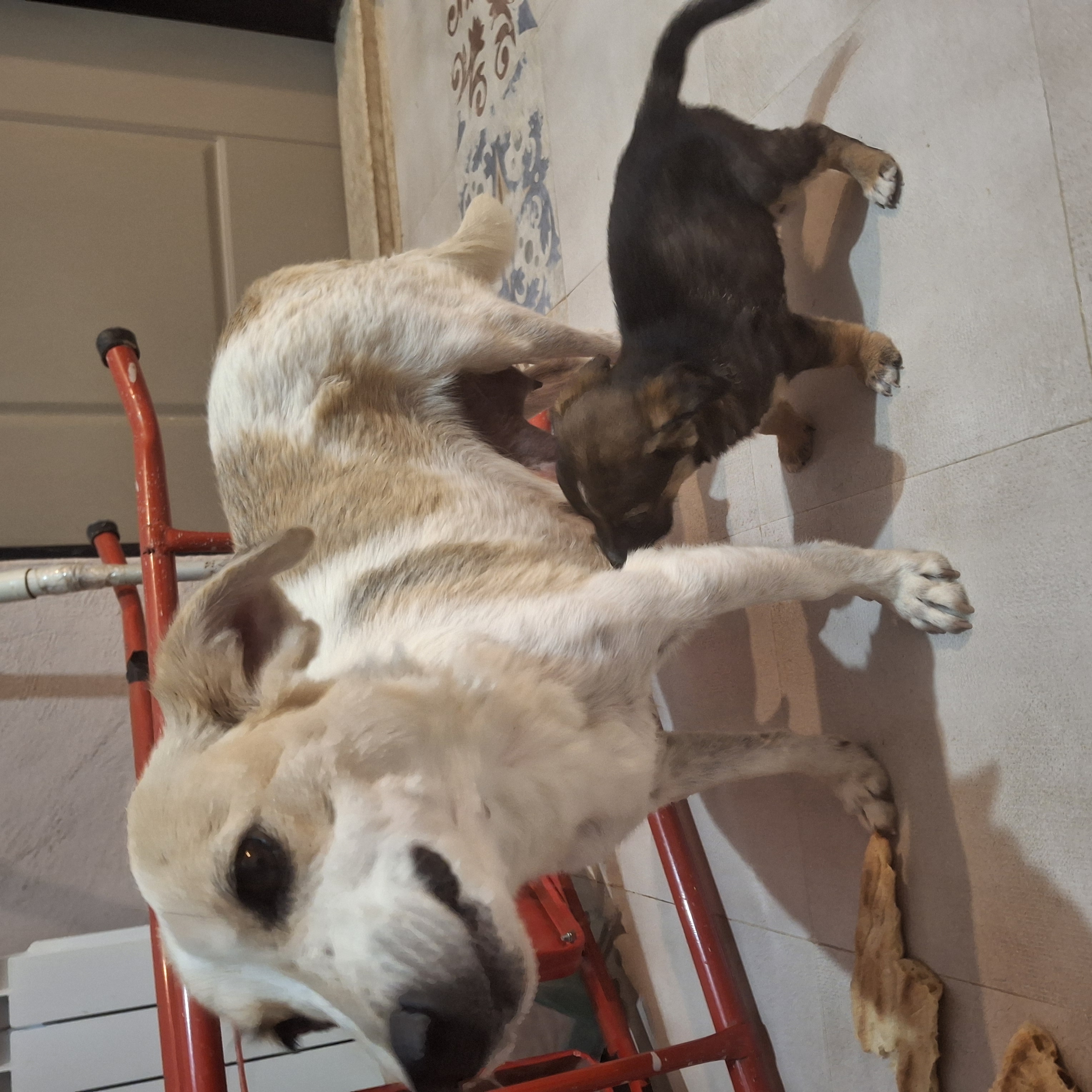 تصویر حیوان