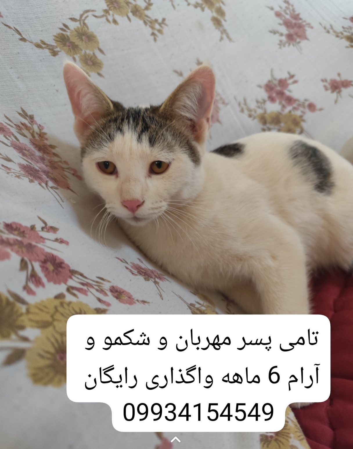 تصویر حیوان