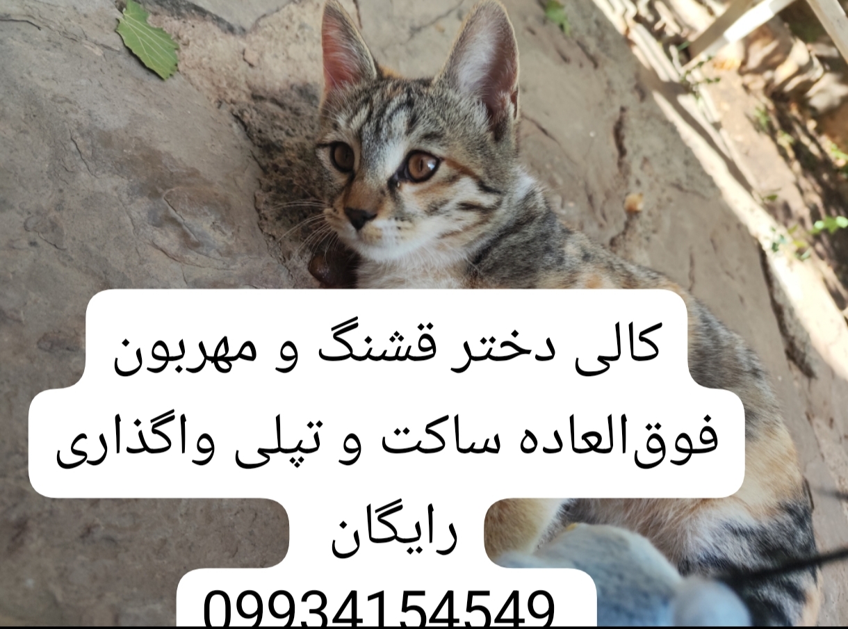 تصویر حیوان