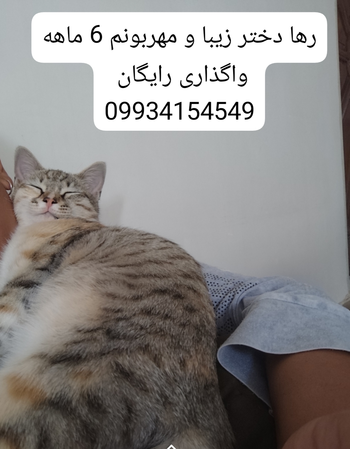 تصویر حیوان