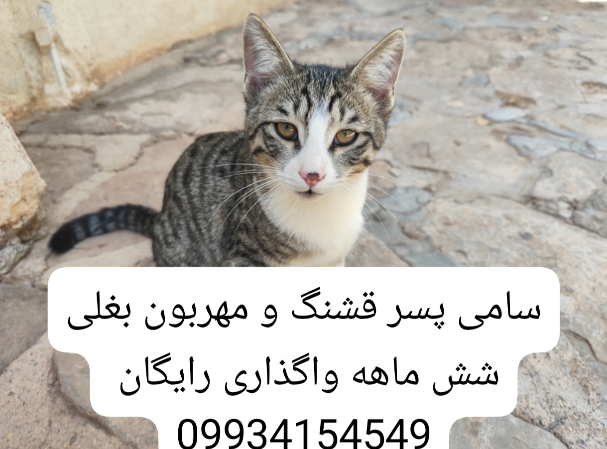 تصویر حیوان