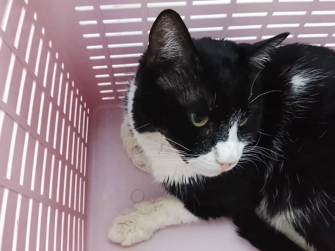 تصویر حیوان